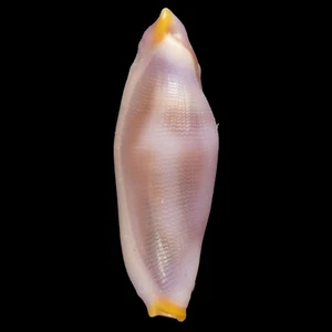 CUSPIVOLVA FORMOSA (Bohol Isl., Philippines) 9.6mm #47475 - Imagen 1 de 3
