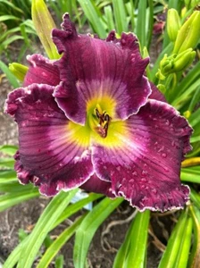 Rich in Mercy - Daylily Live Plant 2 Fans Perennial Flower - Picture 1 of 1