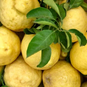 Citrus limon AMALFI COAST MAGGIORE - - PIANTA DI LIMONE DI AMALFI - Foto 1 di 2