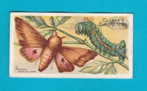 MARIPOSAS Y POLILLAS - TARJETA NO. 14 - Mundial. CLARKE & SON - 1912 - Imagen 1 de 2
