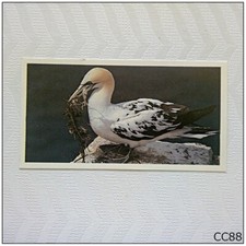 Brooke Bond Tea Card Discovering Our Coast #16 Flamborough Head (CC88)