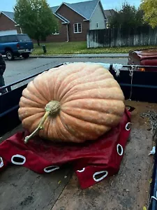 Giant Pumpkin Seeds from 1,028 pound pumpkin (2560 Gienger X Self) $29/3 seeds. - Picture 1 of 4