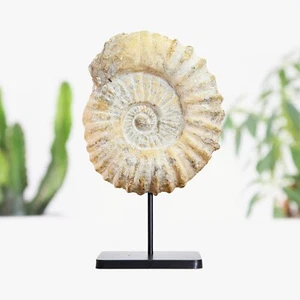 Mantelliceras Ammonite Real Dinosaur Fossil Bespoke Solid Oak Stand Home Decor - Picture 1 of 3