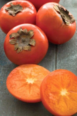 American Common Persimmon Tree~Diospyros virginiana~Well Rooted Starter Plant -  - Image 1 of 4