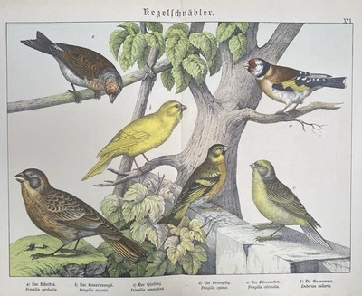 antike Grafik Fauna: Kegelschnäbler, Kanarien Original - Lithografie um 1880 - Bild 1 von 4