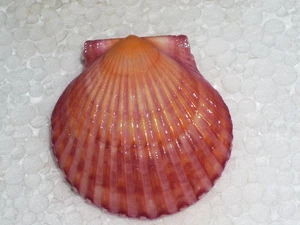 ARGOPECTEN IRRADIANS INTENSIV LILA UND ORANGE - Bild 1 von 2