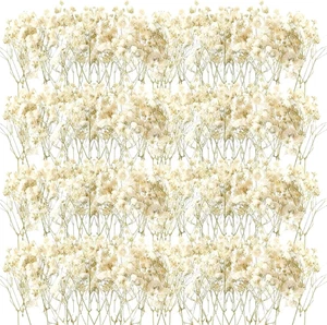 Fiorellini per Bomboniere - Gypsophila Essiccata Fiori Secchi Decorativi, 50 Pez - Foto 1 di 12