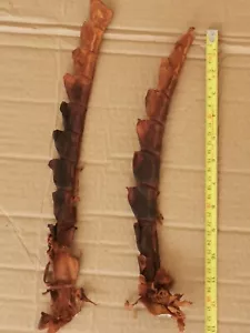 Genuine Crocodile Tail Hornback Orange brown Strap Skin Leather Hide Pelt HTF99 - Picture 1 of 3