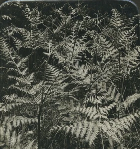 Allemagne Botanique Pteridium aquilinum Fougère Ancienne Photo Stereo NPG 1900 - Picture 1 of 3