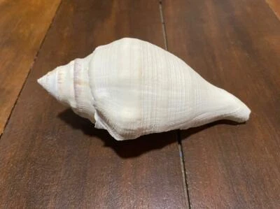 Rare Valampuri Shankh for Ornaments and Pooja Original Sri Lanka Conch Shell - Image 1 of 4