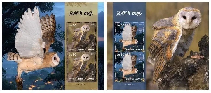 Сова сарай Sierra Leone 2024. (251) - Изображение 1 из 1