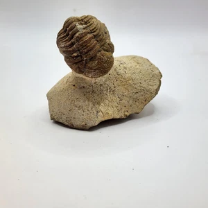 Karamellfarbener Trilobit - Bild 1 von 5