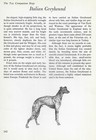The Italian Greyhound - CUSTOM MATTED - Vintage Dog Art Print - "G"