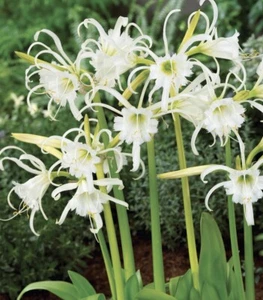 Peruvian Daffodil or Spider Flower Bulbs - 2 Bulbs Per Pack -Perennial - Picture 1 of 2