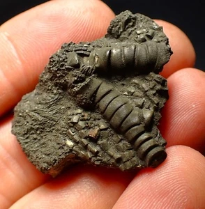 3D pyrite crinoid head fossil Pentacrinites (38mm) Charmouth Jurassic Coast UK - Picture 1 of 6