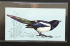TETLEY (TEA CARD)-BRITISH BIRDS 1970-#10-MAGPIE 
