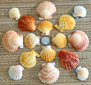 16 PIECE SAMPLING OF SCALLOP & PECTIN SEA SHELLS - 1-1/2" TO 2-1/4" TALL - Picture 1 of 6