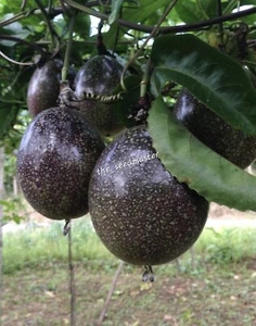 Giant Panama Purple Passionfruit Seeds - RARE Heirloom Super Sweet - Organic - Picture 1 of 1