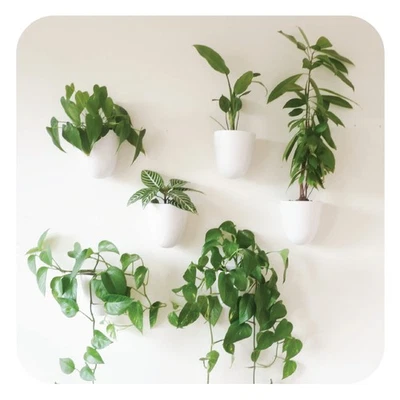 PlantPod Luxe - Jardineras de pared con cocina (juego de 6) - Fácil de regar y en... Foto 1 de 4