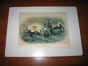 JOHN GOULD Moorhen Birds Gilt Edges Paper Litho Print on Wood Gold 1804-1888 - Picture 1 of 5