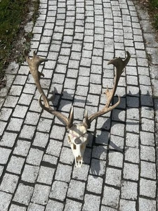 Dammhirsch Geweih, Jadgtrophäe, - Bild 1 von 4