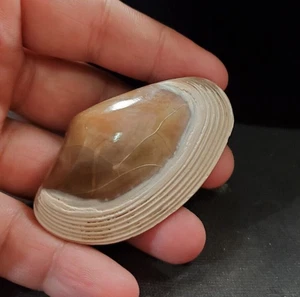 Natural Polished Bivalvia Clam Rough PELECYPODA Fossil 54 gr - Picture 1 of 5