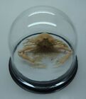Dome Peeble Crab Myra grandis Oddities