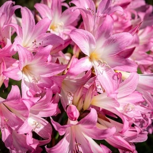 5 Large/Mature Bulbs Lycoris Squamigera Resurrection Lily Naked Ladies Jersey - Picture 1 of 6