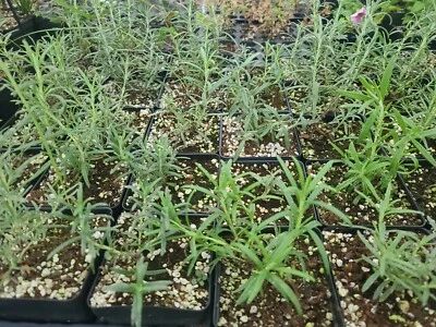 ROSEMARY LIVE PLANT IN 4INCH POT FREE SHIPPING! - Image 1 of 2