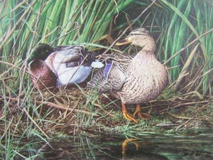 Alan Hunt Mallard Paar Drake & Hen Duck limitierte Auflage signierter Kunstdruck neu - Bild 1 von 1