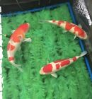 39" Koi Frai poisson frai alevins boîte filet corde brosse vadrouille pour aquarium étang 