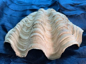 Cáscara de almeja natural, Tridacna Gigas, 4 libras 9,5 oz, 11,5 x 8, inalterada, harv de colección - Imagen 1 de 9
