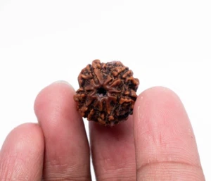6 perline viso (6Mukhi Rudraksha Nepalesi) rare certificate in laboratorio Rudraksh perline energizzate - Foto 1 di 7