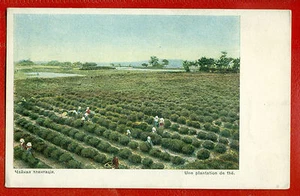 RUSSIA RUSSLAND TEA PLANTATION VINTAGE POSTCARD PUBLISHER RED CROSS 151 - Picture 1 of 2