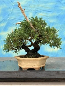 Joe Bonsai Chinese Juniper Juniperus Shohin " Itoigawa " Bowl Tokoname - Bild 1 von 10