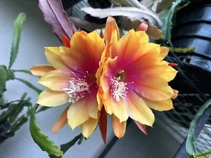 Epiphyllum Clarity’s Happy Hippie Orchid Cactus Cutting - Picture 1 of 6