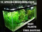 10 DIFERENT SPECIES 50+  stems FULL 30g planted  tank easy beginner  aquarium