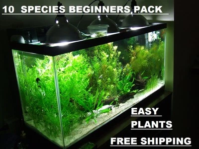 10 DIFERENT SPECIES 50+ stems FULL 30g planted tank easy beginner aquarium - Image 1 of 3