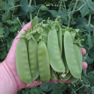 PEA (SNOWPEA) - Green Devil (PBR) seeds HEIRLOOM vegetable garden AUTUMN WINTER - image 1 of 4