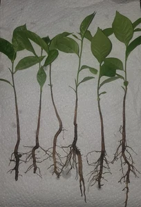 1 Year Old Pawpaw Fruit Tree Seedlings Asimina Triloba Tropifruit 5 Mixed Sizes - Picture 1 of 7