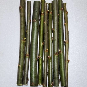 30 Austree Willow Hybrid Willow Cutting Starts Fast Growing Privacy Hedge Tree - Picture 1 of 1