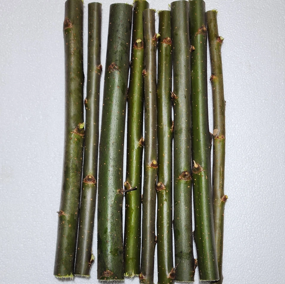 30 Austree Willow Hybrid Willow Cutting Starts Fast Growing Privacy Hedge Tree - Image 1 of 1