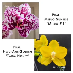 ORCHID FLASK: Phalaenopsis Purple Spots × Phal Hwu-Ann Golden – RARE Cross - Picture 1 of 6