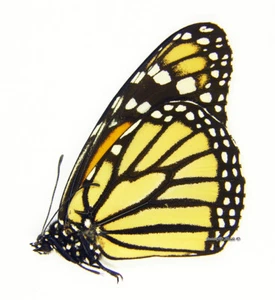 Unmounted Butterfly/Danaidae - Danaus plexippus megalippe, FEM, Venezuela - Imagen 1 de 1