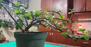 Tree Dwarf Jade  Bonsai Live Portulacaria Afra Live Plant  - Picture 1 of 23