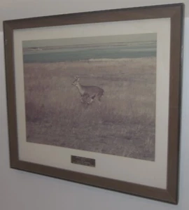 Vintage 1976 Erie Mining Co. Tailing Basin Re-Vegetation Area Photo - Picture 1 of 13