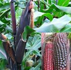 RIESIG RED TINTO GRANDE Süßmais Mais Mais 20 Samen BIO nicht gentechnisch verändert