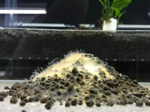 Dead Shrimp Powder - Shrimp Tank Biofilm builder - Bacterial startup powder 100g - Picture 1 of 6