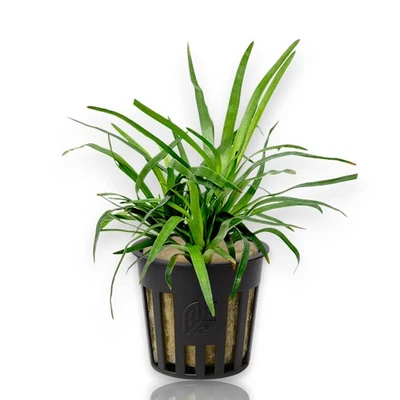 Eriocaulon Vietnam | Aquarium Plants Factory®