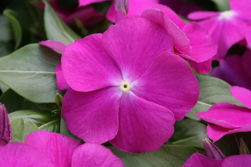 Vinca Seeds Cobra Purple With Eye 25 Seeds Flower Seeds - Image 1 of 1